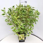 Cornus alba 'Elegantissima'
