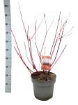 Cornus alba 'Sibirica'