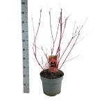Cornus alba 'Sibirica'