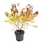 Cornus sang. 'Anny's Winter Orange'
