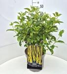 Cornus sericea 'Flaviramea'