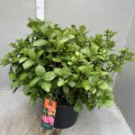 Hydrangea m. 'Alpenglühen', paars