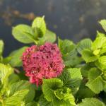 Hydrangea m. 'Alpenglühen', paars