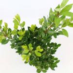 Arbutus unedo 'Compacta', vertakt