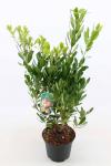 Arbutus unedo 'Compacta', vertakt