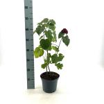 Clerodendrum bungei