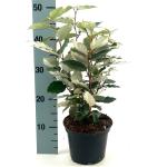 Elaeagnus ebb. 'Compacta'