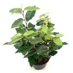 Elaeagnus ebb. 'Compacta'