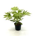 Fatsia japonica 'Spider's Web'