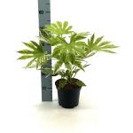 Fatsia japonica 'Spider's Web'