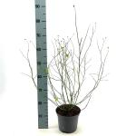 Kerria jap. 'Pleniflora'