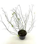 Kerria jap. 'Pleniflora'