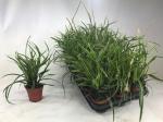 Carex morrowii 'Ice Dance'