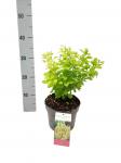 Berberis thunb. 'Maria'