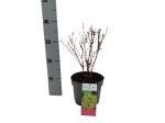 Berberis thunb. 'Maria'