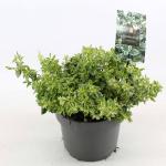 Euonymus fort. 'Harlequin'
