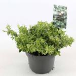 Euonymus fort. 'Harlequin'