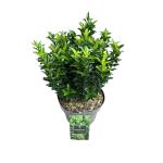 Euonymus jap. 'Green Spire'