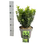 Euonymus jap. 'Green Spire'