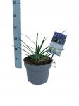 Agapanthus 'Dr Brouwer'