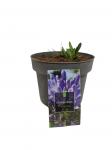 Agapanthus 'Dr Brouwer'