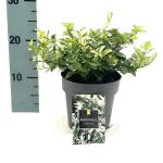 Euonymus fort. 'Harlequin'