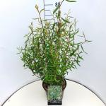 Salix babylonica 'Tortuosa'