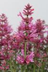 Agastache 'Rosie Posie'