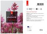 Agastache 'Rosie Posie'