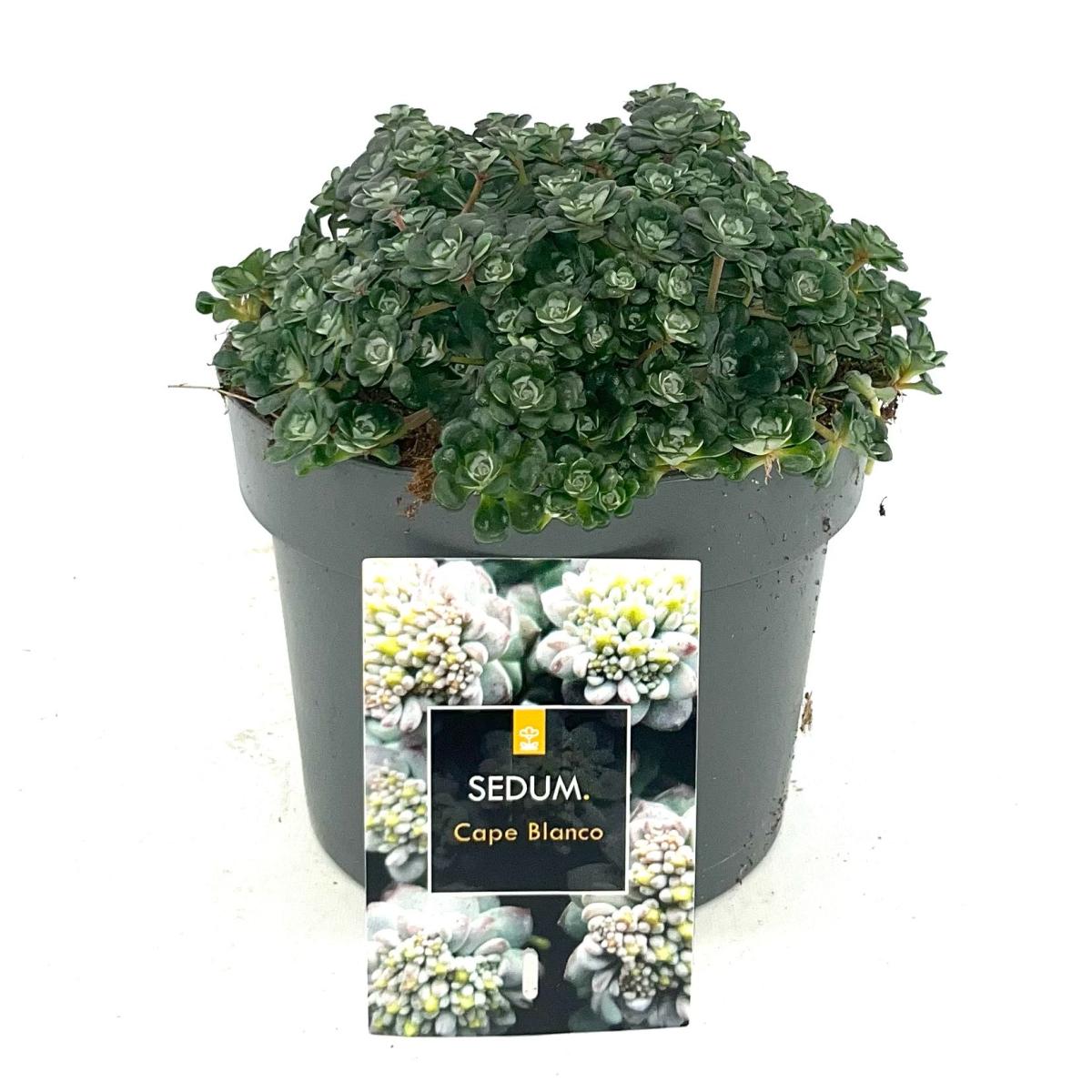 Sedum spathulifolium 'Cape Blanco'
