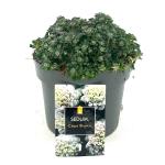 Sedum spathulifolium 'Cape Blanco'