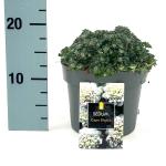 Sedum spathulifolium 'Cape Blanco'