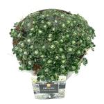 Sedum spathulifolium 'Cape Blanco'