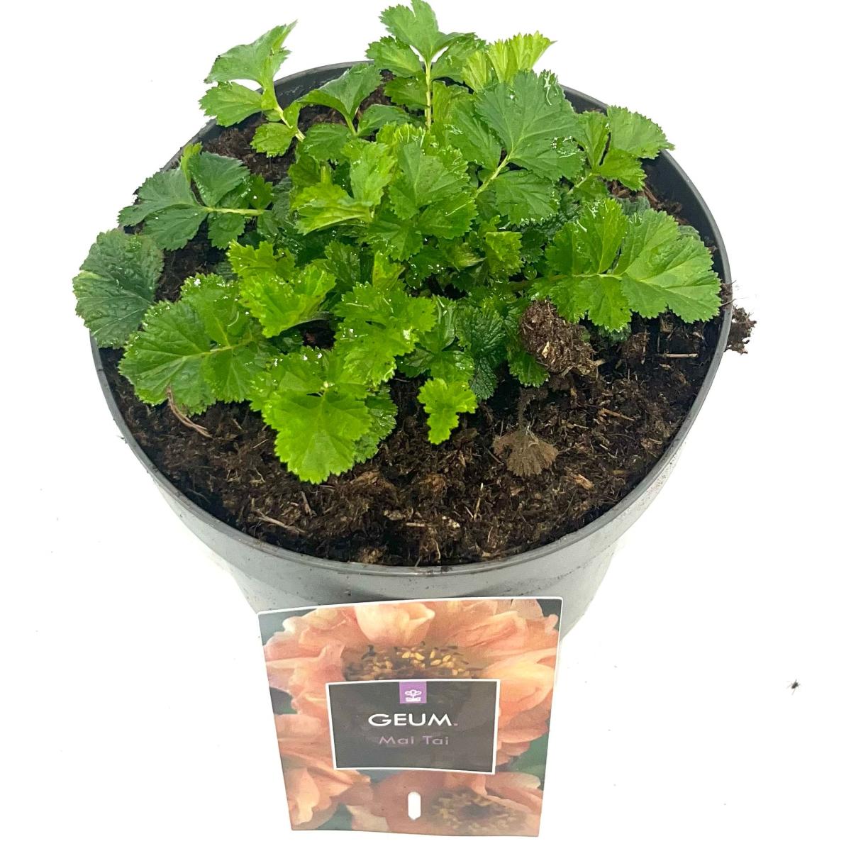Geum rivale 'Mai Tai'