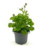 Geum rivale 'Mai Tai'
