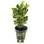 Euonymus jap. Marieke