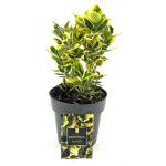 Euonymus jap. Marieke