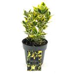 Euonymus jap. Marieke