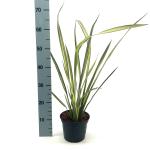 Phormium 'Apricot Queen'