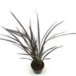 Phormium 'Dark Delight'