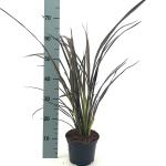 Phormium 'Dark Delight'