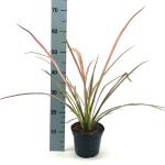 Phormium 'Duet'