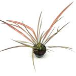 Phormium 'Duet'