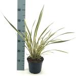 Phormium 'Golden Ray'