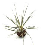 Cordyline aus. 'Torbay Dazzler'