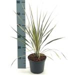 Cordyline aus. 'Torbay Dazzler'