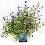 Ceratostigma willmottianum