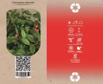 Cotoneaster dammeri