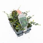 Cotoneaster dammeri