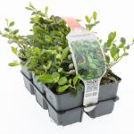 Cotoneaster dammeri